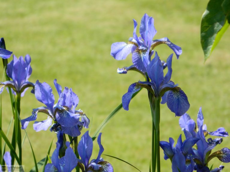 blue iris download windows 10